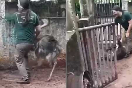 Polícia investiga maus-tratos em remoção de animais do bosque de Araçatuba