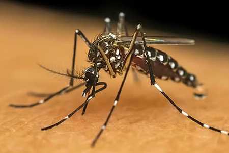 Secretaria da Saúde confirma primeira morte por chikungunya no noroeste de SP