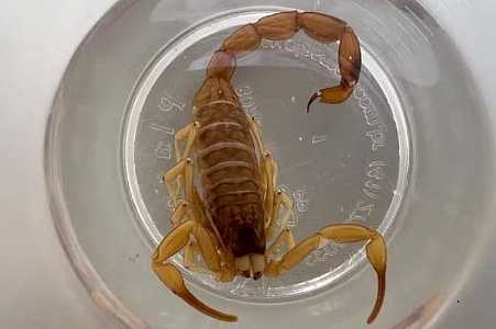 Bebê de 8 meses é picado por escorpião em Votuporanga