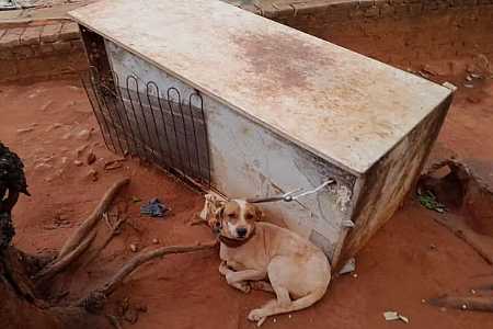 Mulher é multada em R$ 3 mil por maus-tratos a cachorro no interior de SP