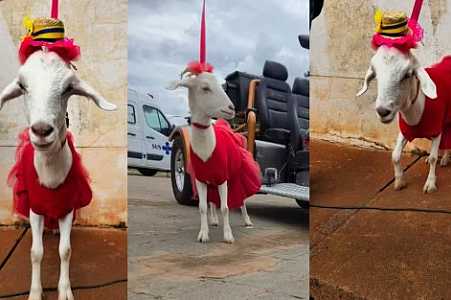 Com roupa feita pelo tutor, cabrita passeia de coleira, convive com cães e gatos e vira celebridade no interior de SP