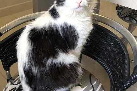 Bióloga denuncia morte de gato de estimação e faz campanha contra maus-tratos dentro de condomínio