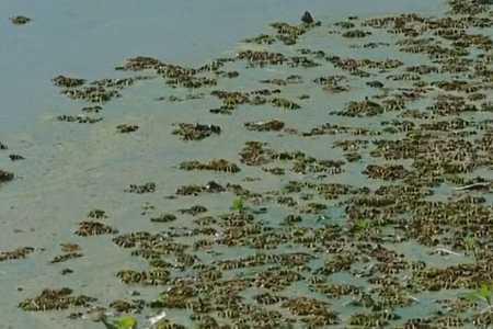 Pescadores ainda não receberam auxílio prometido após mortandade de peixes no noroeste paulista