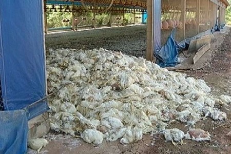 Interrupção de energia mata 15 mil frangos de granja em Votuporanga