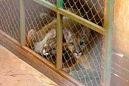 Filhotes de onça-parda resgatados ao se perderem da mãe são transferidos de zoobotânico no interior de SP
