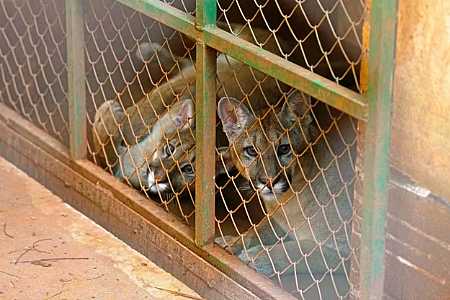 Filhotes de onça-parda resgatados após se perderem da mãe ganham ´novo lar´ em zoológico