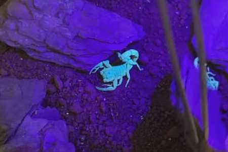 Menino de 2 anos é extubado em hospital após ser picado por escorpião dentro de casa, diz pai