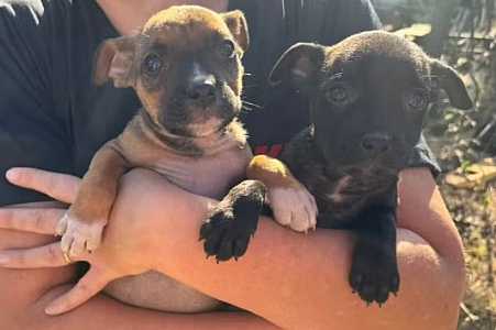 Idosa que foi flagrada abandonando seis filhotes de cachorro em Rio Preto é identificada e levada para delegacia