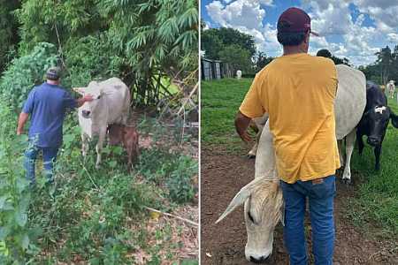 Vaca criada como pet por 10 anos em sítio é morta e esquartejada por ladrões durante furto de carne