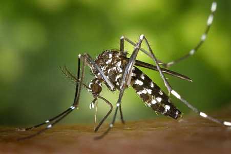 Brasil ultrapassa 2 milhões de casos de dengue