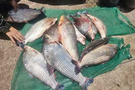 Dupla é flagrada com 32 kg de peixes e recebe R$ 3,2 mil em multas no interior de SP