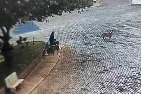 Homem suspeito de matar cães de rua envenenados é multado em R$ 21 mil no interior de SP