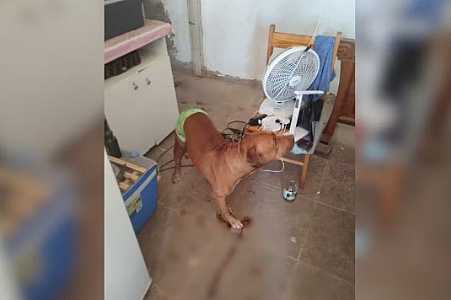 Pitbull salva idoso de ser agredido pelo filho