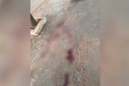 Pitbull escapa e mata vira-lata de pequeno porte em Rio Preto